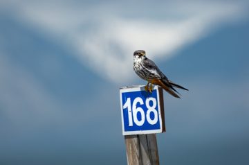 Un uccellino cerca la frontiera scomparsa
