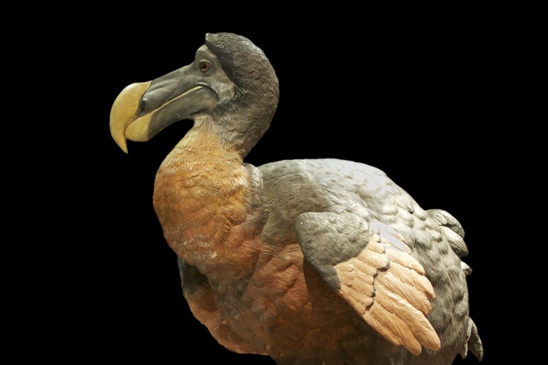 Dodo